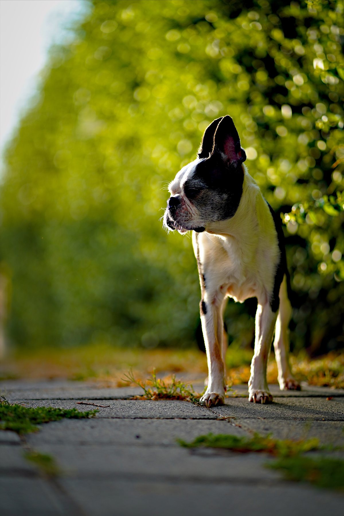 A Boston terrier on a path, backlit, with green foliage behind.