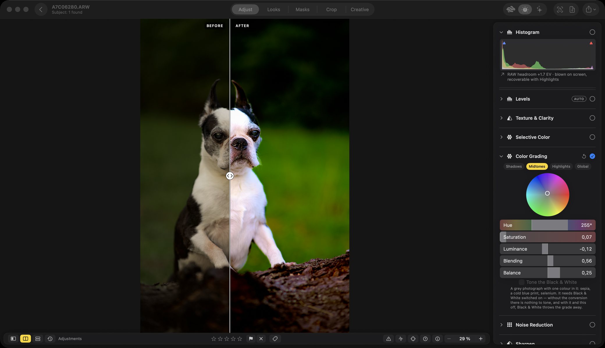 The editor on the Adjust tab with a RAW file open, a Boston terrier on a log split down the middle, before on the left and after on the right. The inspector shows a histogram reading RAW headroom plus 1.7 EV, then Levels, Texture and Clarity, Selective Color, an open Colour Grading section with a hue wheel, and a greyed control headed Tone the Black and White with a paragraph explaining why it is greyed.