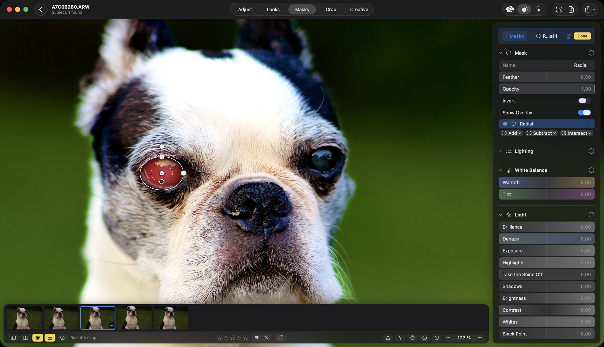 The same photograph zoomed to 127 per cent, the dog's face filling the window: individual whiskers, the hairs round the muzzle and the texture of the nose all distinct. A small red-filled oval sits over one eye with its centre dot, a resize handle and a hollow handle on the inner ring.