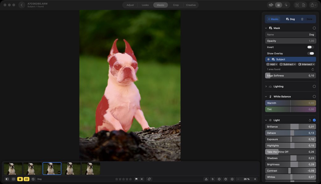 The editor on the Masks tab. A Boston terrier with its paws on a log is covered in a red overlay. The panel names the mask Dog, shows a Subject component with Add, Subtract and Intersect buttons, reports one area found, and lists Edge Softness, Lighting, White Balance and a column of Light sliders.